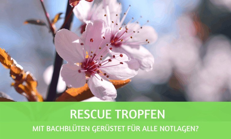 Rescue Tropfen: Mit Bachblüten gerüstet für alle Notlagen?