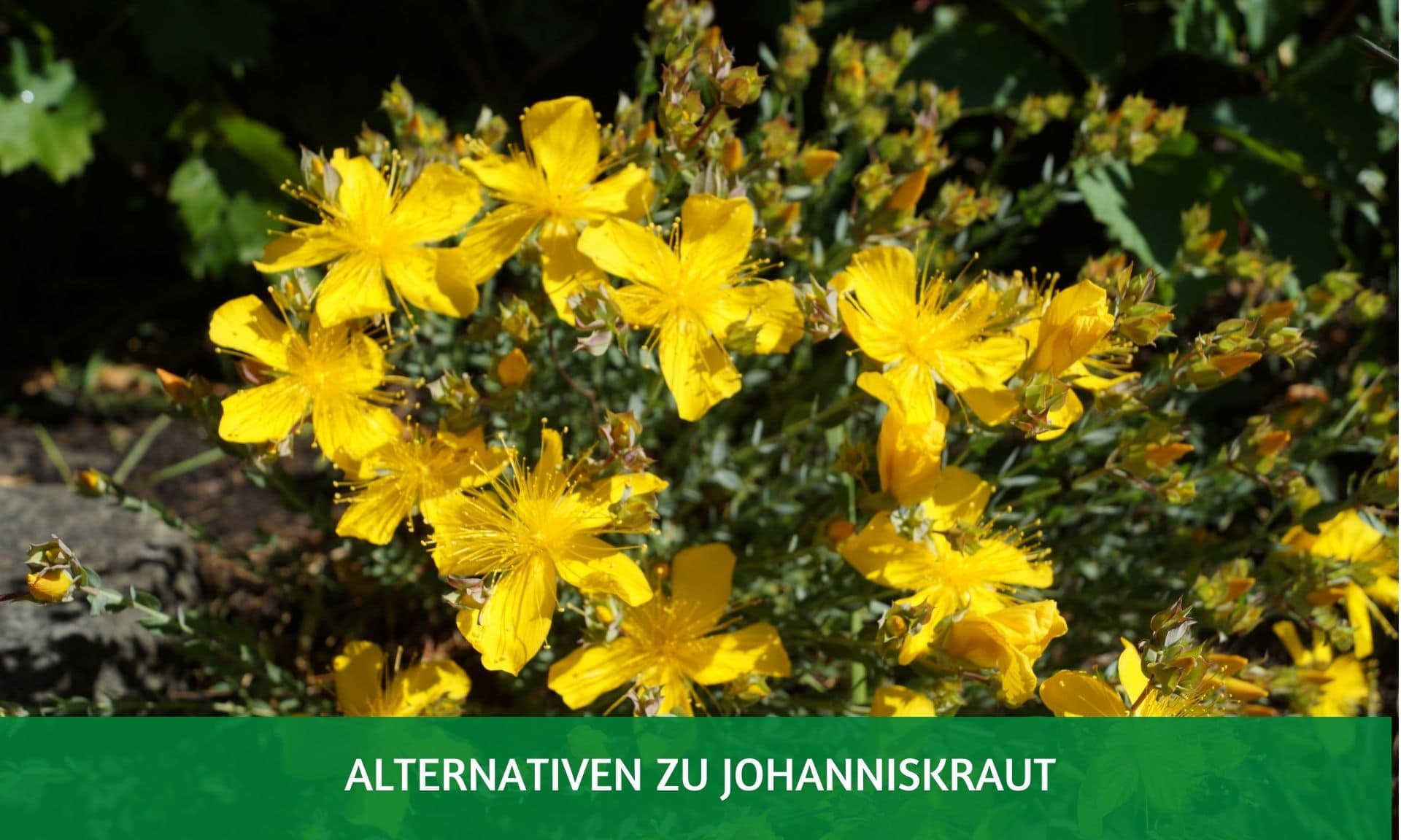 Johanniskraut Alternative