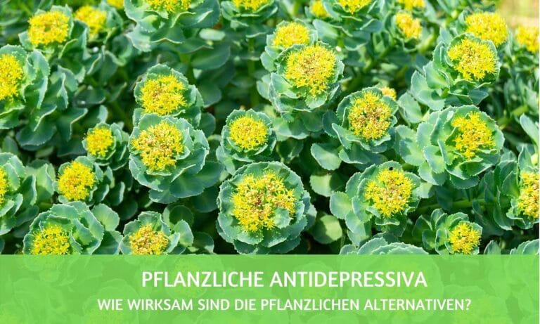 Pflanzliche Antidepressiva: sanfte Alternative ohne Nebenwirkungen statt chemischer Keule?