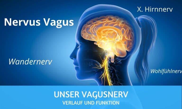 Vagusnerv: so ist der Verlauf und die Funktion des X. Hirnnervs