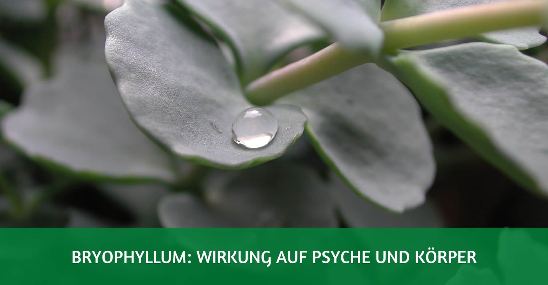 Bryophyllum Wirkung Psyche