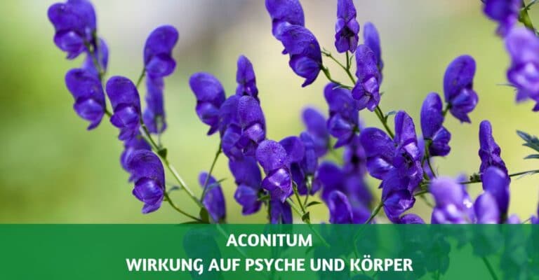 Aconitum: Wirkung auf Psyche und Körper