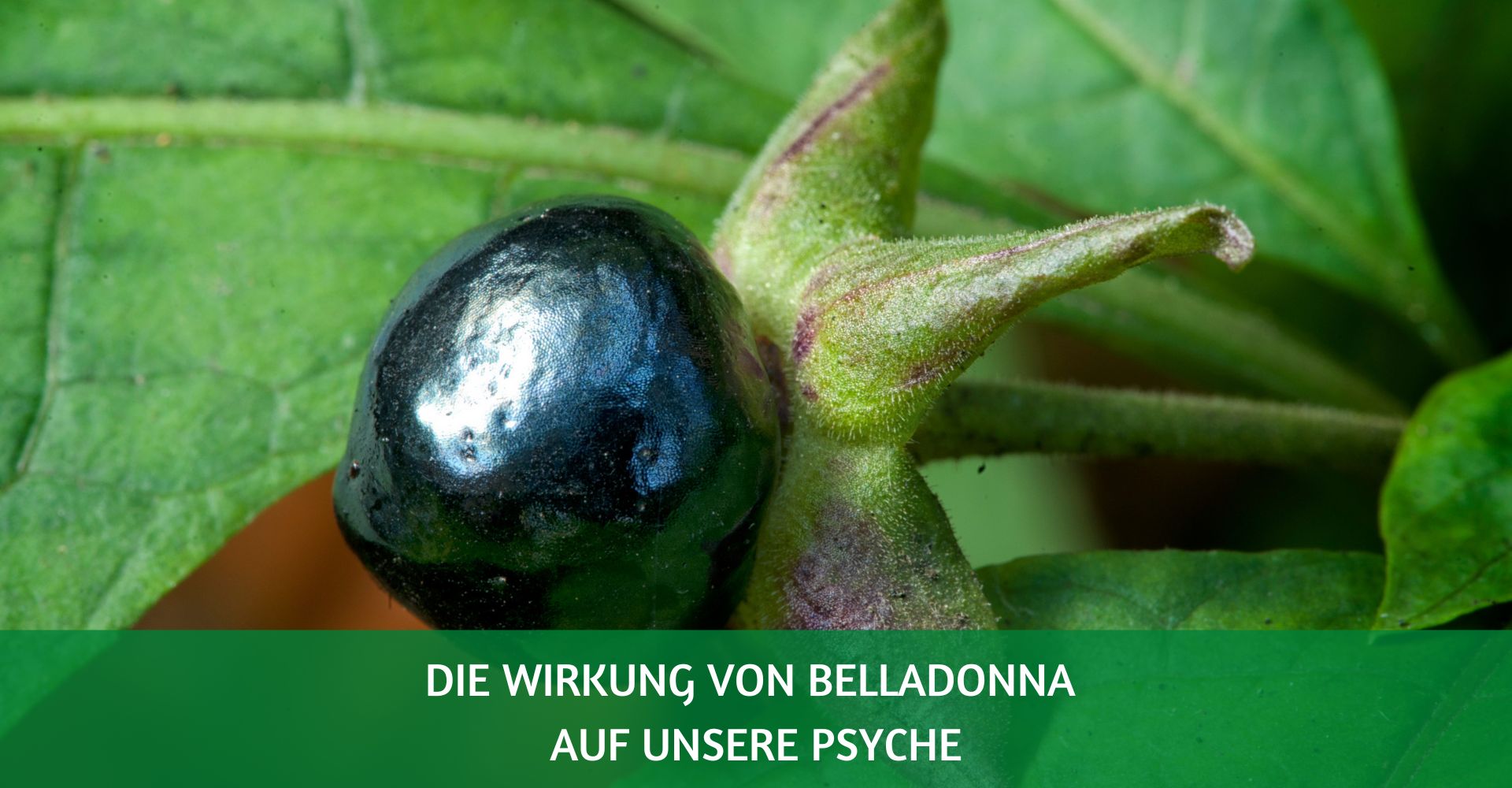 belladonna wirkung psyche