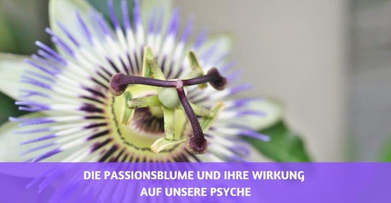 Die Passionsblume und ihre Wirkung auf unsere Psyche