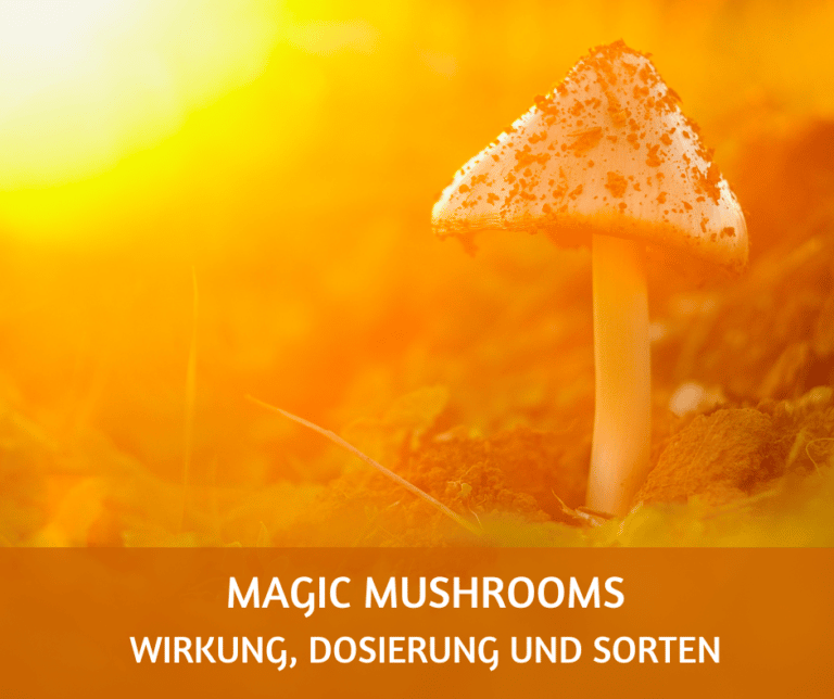 Magic Mushrooms: Wirkung, Dosierung und Sorten