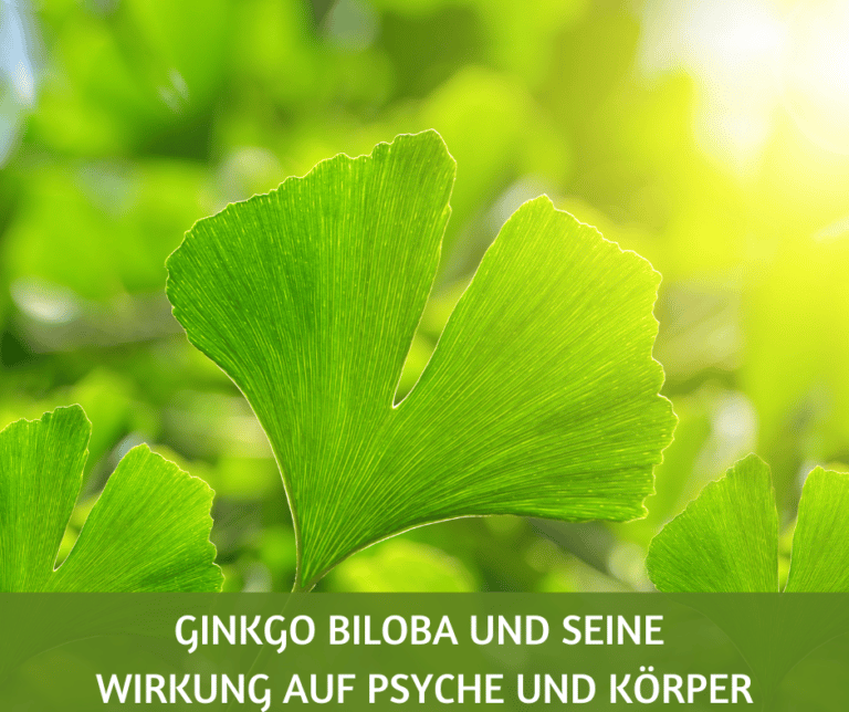 Ginkgo biloba und seine Wirkung auf Psyche und Körper