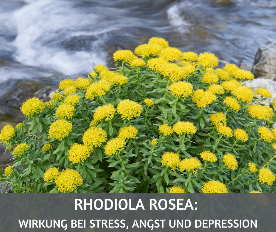 Rhodiola rosea Wirkung bei Stress Angst und Depression