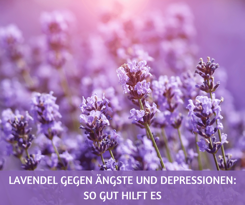 Lavendel gegen Ängste und Depressionen so gut hilft es