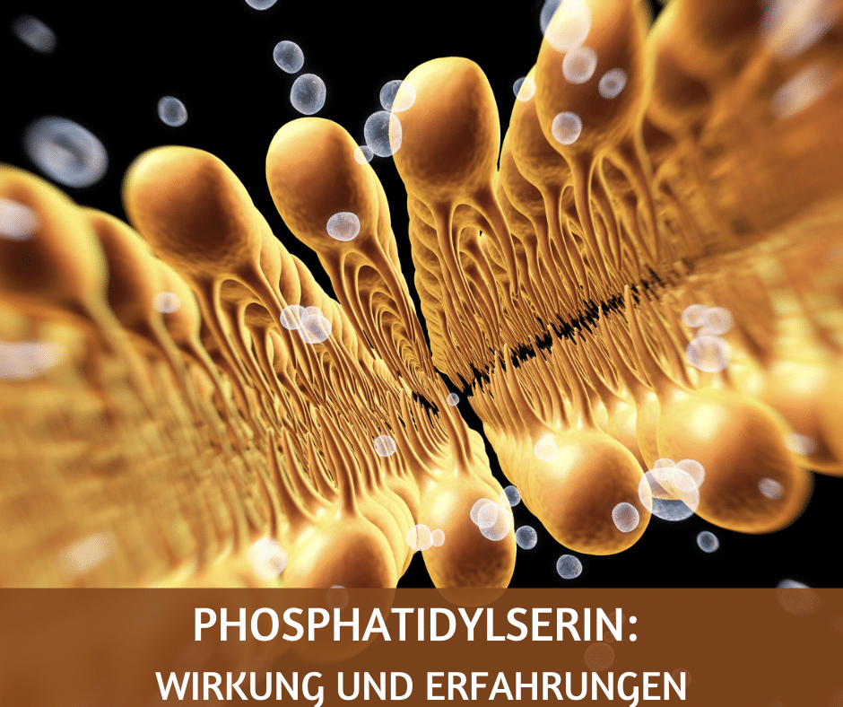 Phosphatidylserin Wirkung und Erfahrungen
