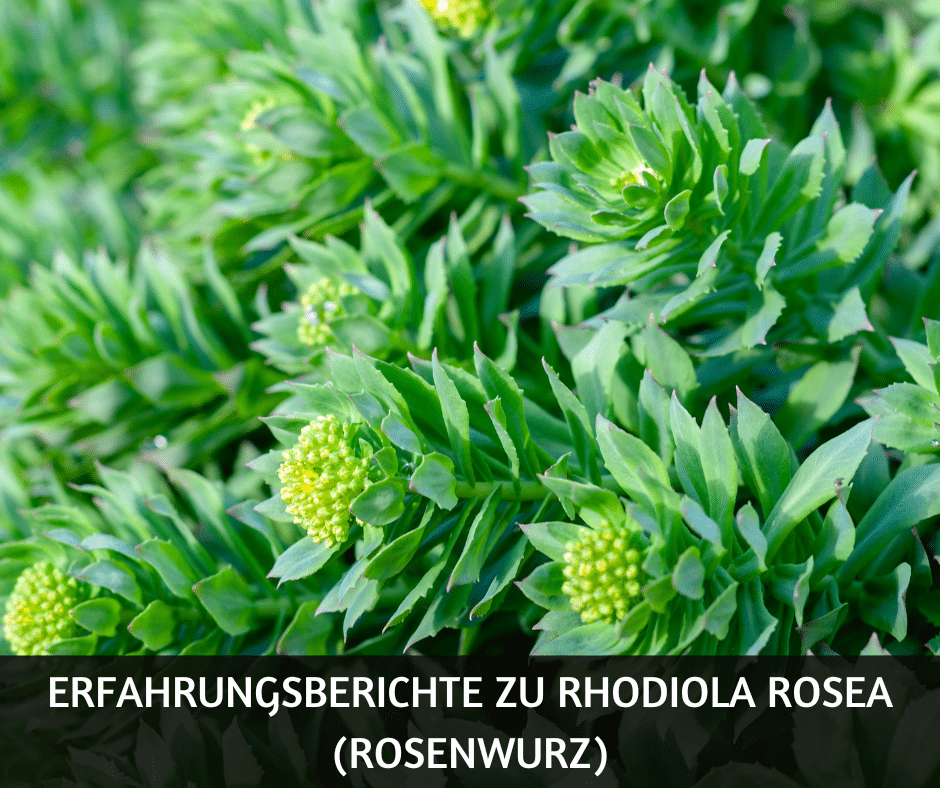 Erfahrungsberichte zu Rhodiola rosea (Rosenwurz)