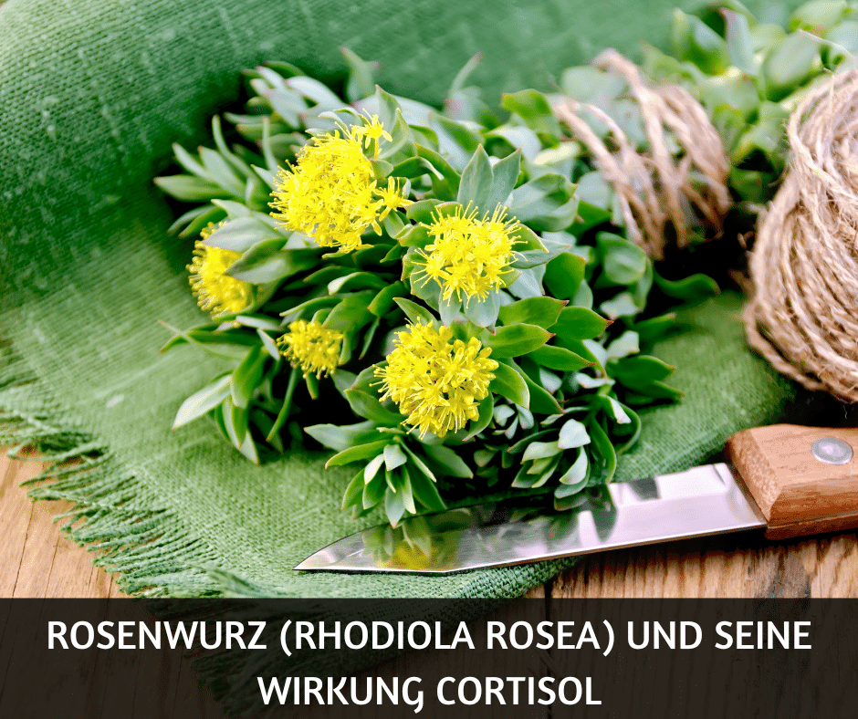 Rosenwurz (Rhodiola rosea) und seine Wirkung Cortisol