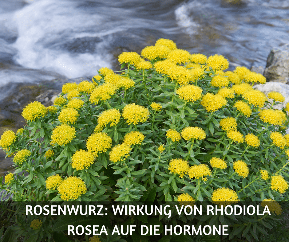 Rosenwurz Wirkung von Rhodiola rosea auf die Hormone
